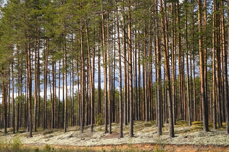 Maršruts Gulbenes pusē veido apli ar sākumu un finišu Lejasciemā, vedot caur dabas liegumu 