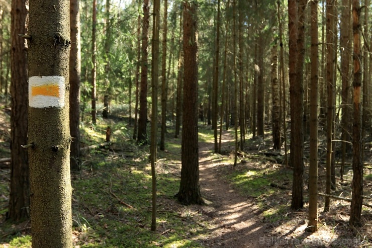 Pārgājienu maršruts no Valmieras līdz Sīmanēnu svētozolam atklāj pavasarīgas ainavas 282814