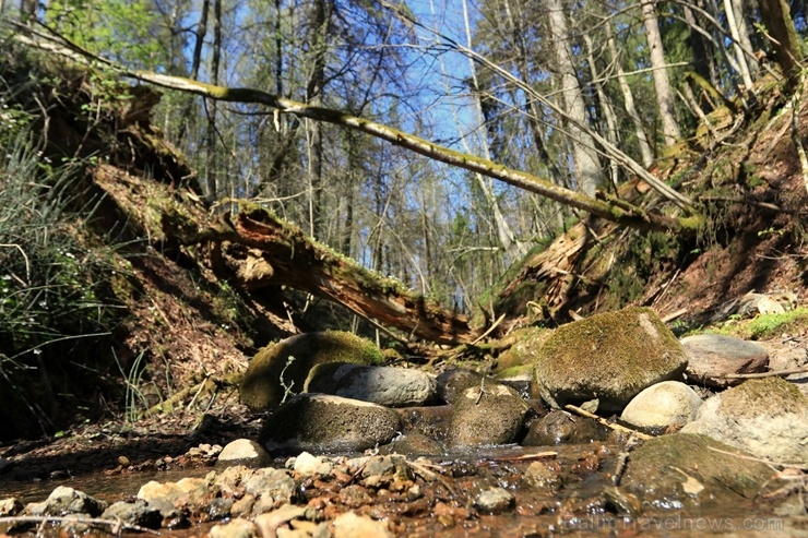 Pārgājienu maršruts no Valmieras līdz Sīmanēnu svētozolam atklāj pavasarīgas ainavas 282820