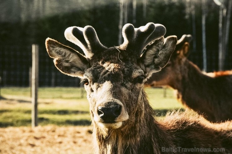 Latgales zoodārzos var apskatīt daudzveidīgo dzīvnieku pasauli 282827