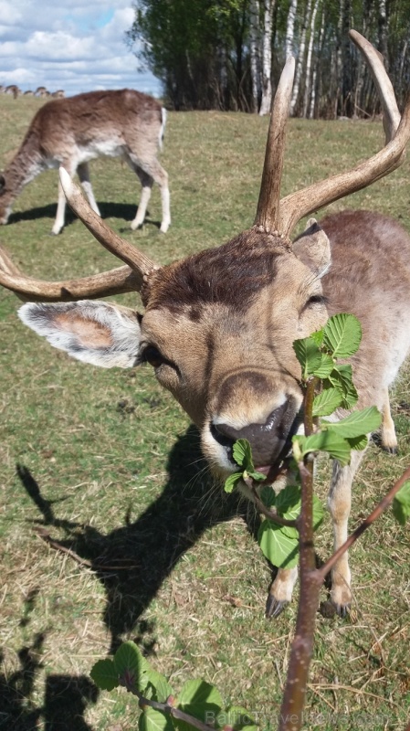 Latgales zoodārzos var apskatīt daudzveidīgo dzīvnieku pasauli 282830