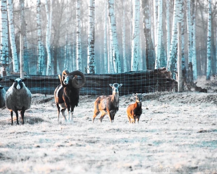 Latgales zoodārzos var apskatīt daudzveidīgo dzīvnieku pasauli 282835