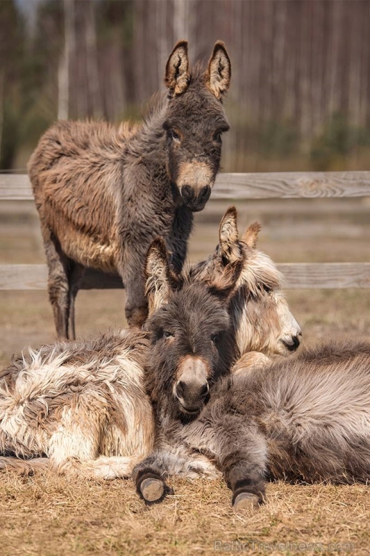 Latgales zoodārzos var apskatīt daudzveidīgo dzīvnieku pasauli 282840