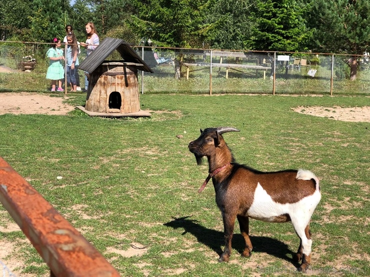 Latgales zoodārzos var apskatīt daudzveidīgo dzīvnieku pasauli 282844