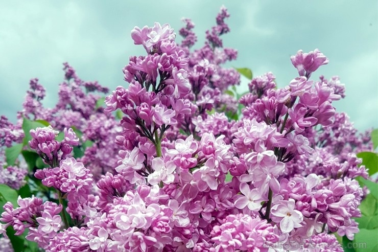 Dobeles Ceriņu dārzā var baudīt pasakaino ziedu dažādību 283589