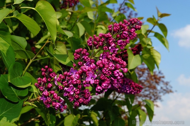 Dobeles Ceriņu dārzā var baudīt pasakaino ziedu dažādību 283590