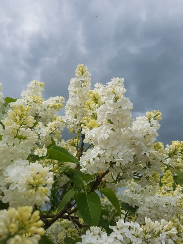 Dobeles Ceriņu dārzā var baudīt pasakaino ziedu dažādību 283591