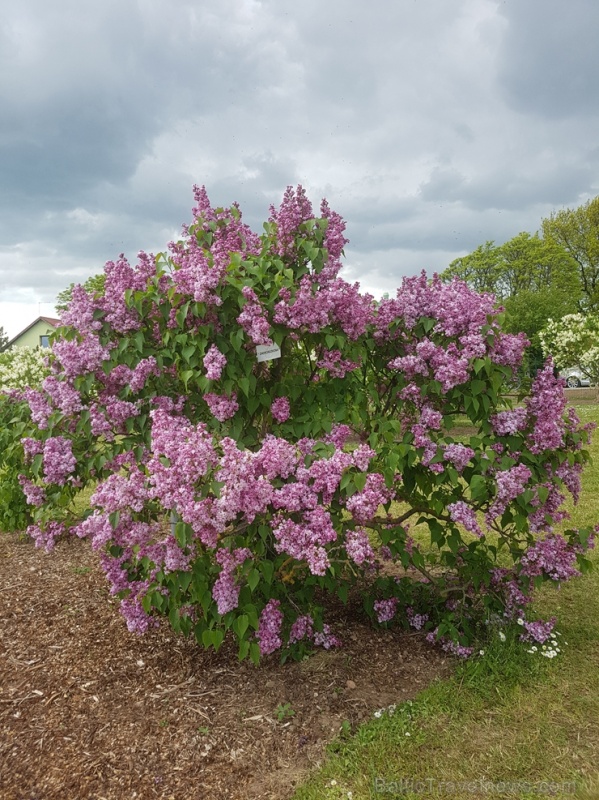 Dobeles Ceriņu dārzā var baudīt pasakaino ziedu dažādību 283592