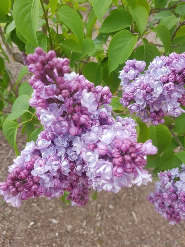 Dobeles Ceriņu dārzā var baudīt pasakaino ziedu dažādību 283597