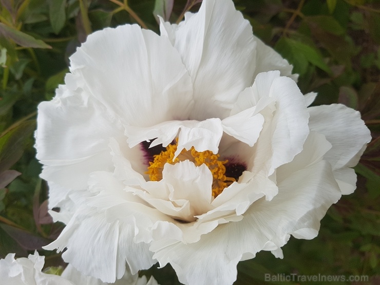 Dobeles Ceriņu dārzā var baudīt pasakaino ziedu dažādību 283599