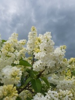Dobeles Ceriņu dārzā var baudīt pasakaino ziedu dažādību 3