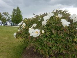 Dobeles Ceriņu dārzā var baudīt pasakaino ziedu dažādību 12