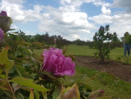 Dobeles Ceriņu dārzā var baudīt pasakaino ziedu dažādību 13