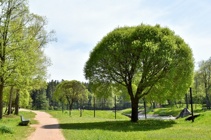 Valmiera sveicina vasaru, koši plaukstot un zaļojot 283612