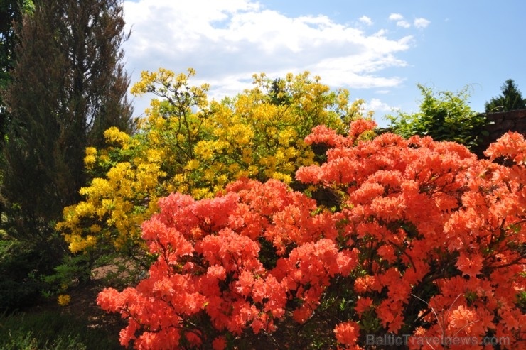 Nacionālajā botāniskajā dārzā Salaspilī krašņi zied rododendri 283687