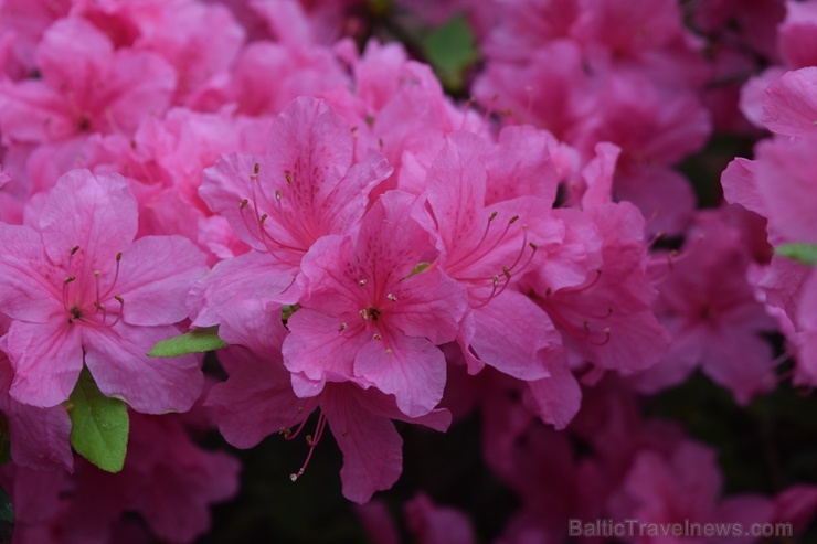 Nacionālajā botāniskajā dārzā Salaspilī krašņi zied rododendri 283692