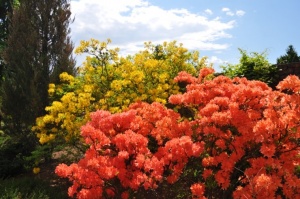 Nacionālajā botāniskajā dārzā Salaspilī krašņi zied rododendri 1