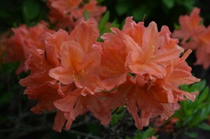 Nacionālajā botāniskajā dārzā Salaspilī krašņi zied rododendri 2