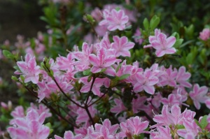 Nacionālajā botāniskajā dārzā Salaspilī krašņi zied rododendri 3