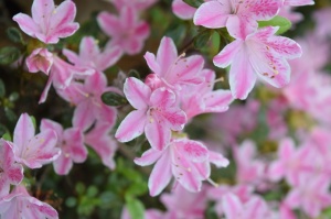 Nacionālajā botāniskajā dārzā Salaspilī krašņi zied rododendri 4
