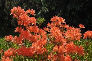 Nacionālajā botāniskajā dārzā Salaspilī krašņi zied rododendri 7