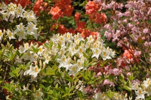 Nacionālajā botāniskajā dārzā Salaspilī krašņi zied rododendri 11