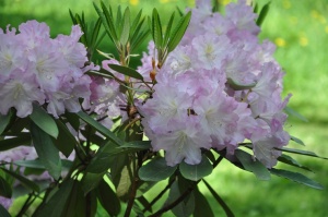 Nacionālajā botāniskajā dārzā Salaspilī krašņi zied rododendri 13