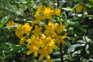 Nacionālajā botāniskajā dārzā Salaspilī krašņi zied rododendri 14