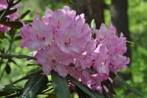 Nacionālajā botāniskajā dārzā Salaspilī krašņi zied rododendri 15