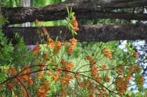 Nacionālajā botāniskajā dārzā Salaspilī krašņi zied rododendri 17