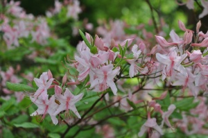 Nacionālajā botāniskajā dārzā Salaspilī krašņi zied rododendri 20