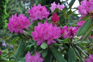 Nacionālajā botāniskajā dārzā Salaspilī krašņi zied rododendri 22