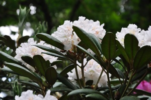Nacionālajā botāniskajā dārzā Salaspilī krašņi zied rododendri 23