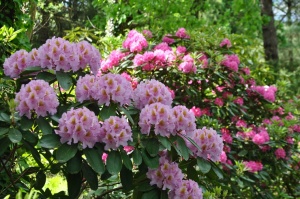 Nacionālajā botāniskajā dārzā Salaspilī krašņi zied rododendri 25