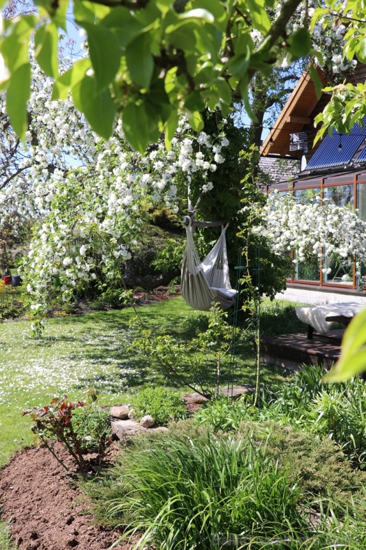 Tukuma un apkārtnes daiļdārzos var baudīt mainīgo ziedu skaistumu sākot ar īrisiem, peonijām, rozēm, magnolijām un beidzot ar košumkrūmiem un skujeņie 284022