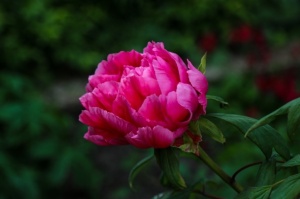 Tukuma un apkārtnes daiļdārzos var baudīt mainīgo ziedu skaistumu sākot ar īrisiem, peonijām, rozēm, magnolijām un beidzot ar košumkrūmiem un skujeņie 1