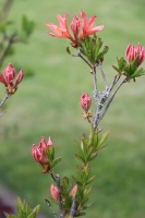 Tukuma un apkārtnes daiļdārzos var baudīt mainīgo ziedu skaistumu sākot ar īrisiem, peonijām, rozēm, magnolijām un beidzot ar košumkrūmiem un skujeņie 12