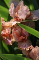 Tukuma un apkārtnes daiļdārzos var baudīt mainīgo ziedu skaistumu sākot ar īrisiem, peonijām, rozēm, magnolijām un beidzot ar košumkrūmiem un skujeņie 20