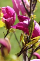 Tukuma un apkārtnes daiļdārzos var baudīt mainīgo ziedu skaistumu sākot ar īrisiem, peonijām, rozēm, magnolijām un beidzot ar košumkrūmiem un skujeņie 41