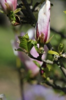 Tukuma un apkārtnes daiļdārzos var baudīt mainīgo ziedu skaistumu sākot ar īrisiem, peonijām, rozēm, magnolijām un beidzot ar košumkrūmiem un skujeņie 45