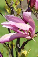 Tukuma un apkārtnes daiļdārzos var baudīt mainīgo ziedu skaistumu sākot ar īrisiem, peonijām, rozēm, magnolijām un beidzot ar košumkrūmiem un skujeņie 46