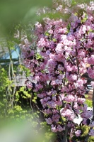 Tukuma un apkārtnes daiļdārzos var baudīt mainīgo ziedu skaistumu sākot ar īrisiem, peonijām, rozēm, magnolijām un beidzot ar košumkrūmiem un skujeņie 48