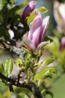 Tukuma un apkārtnes daiļdārzos var baudīt mainīgo ziedu skaistumu sākot ar īrisiem, peonijām, rozēm, magnolijām un beidzot ar košumkrūmiem un skujeņie 50