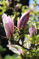 Tukuma un apkārtnes daiļdārzos var baudīt mainīgo ziedu skaistumu sākot ar īrisiem, peonijām, rozēm, magnolijām un beidzot ar košumkrūmiem un skujeņie 52