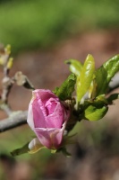 Tukuma un apkārtnes daiļdārzos var baudīt mainīgo ziedu skaistumu sākot ar īrisiem, peonijām, rozēm, magnolijām un beidzot ar košumkrūmiem un skujeņie 53