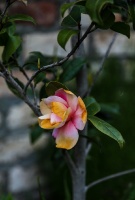 Tukuma un apkārtnes daiļdārzos var baudīt mainīgo ziedu skaistumu sākot ar īrisiem, peonijām, rozēm, magnolijām un beidzot ar košumkrūmiem un skujeņie 62