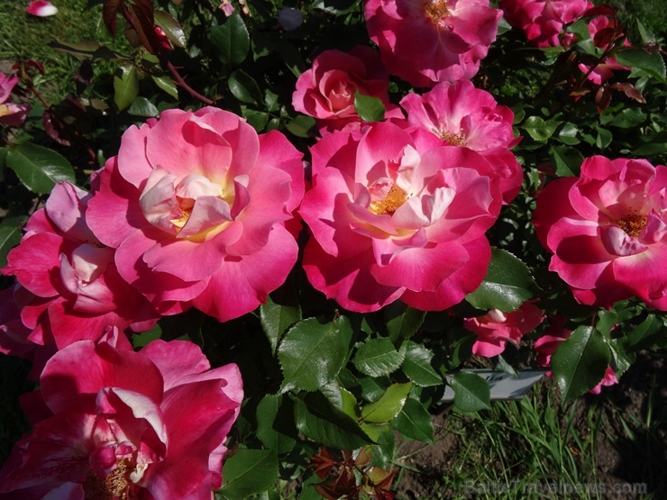 Rundāles pili ieskauj krāšņi rožu ziedi 284759