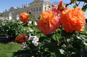 Rundāles pili ieskauj krāšņi rožu ziedi 1