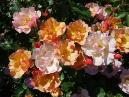 Rundāles pili ieskauj krāšņi rožu ziedi 6