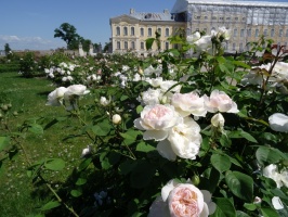 Rundāles pili ieskauj krāšņi rožu ziedi 7
